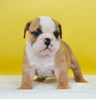 English Bulldog  Puppies