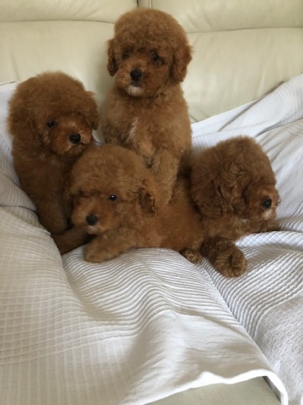  Toy Poodles Puppies 