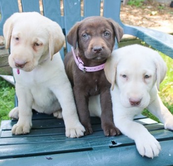 Labrador Retriever puppies for sale