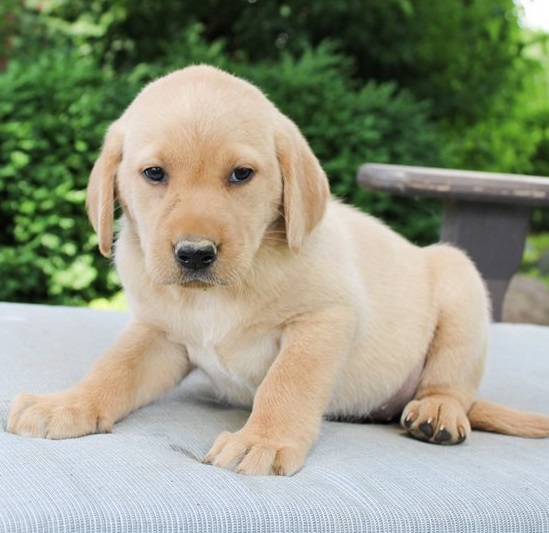 Labrador Retriever  puppies for sale