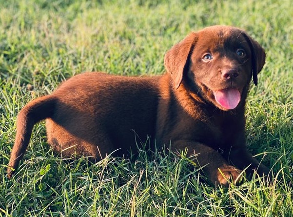 Labrador Retriever  puppies for sale