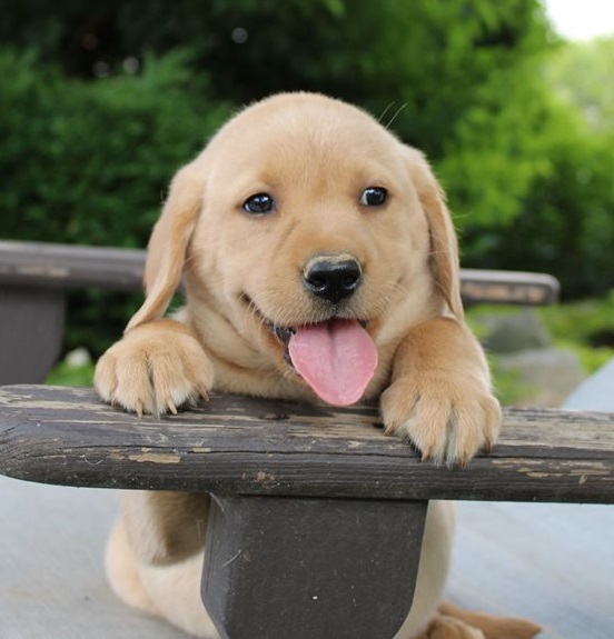 Labrador Retriever  puppies for sale