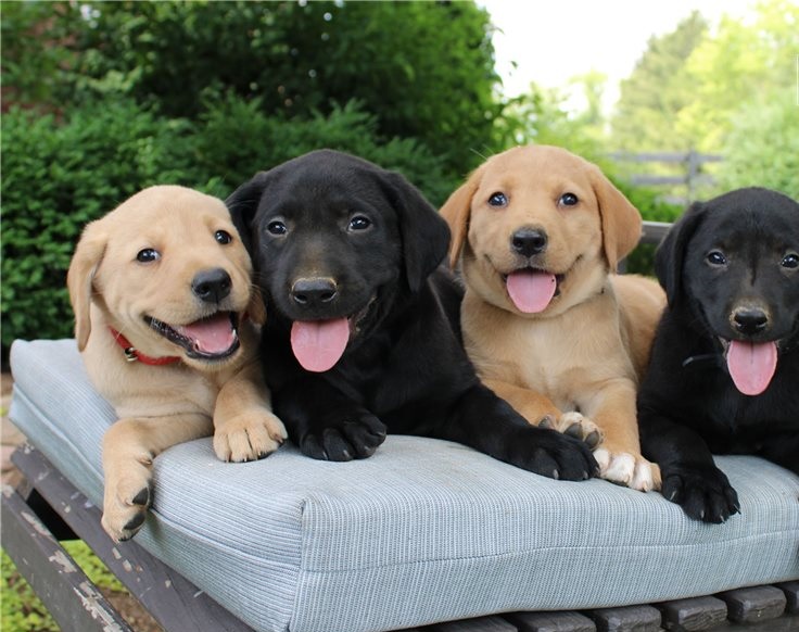 Labrador Retriever  puppies for sale