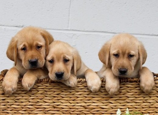 Labrador Retriever  puppies for sale