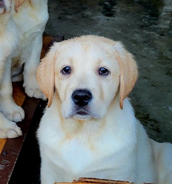 Labrador Retriever  puppies for sale