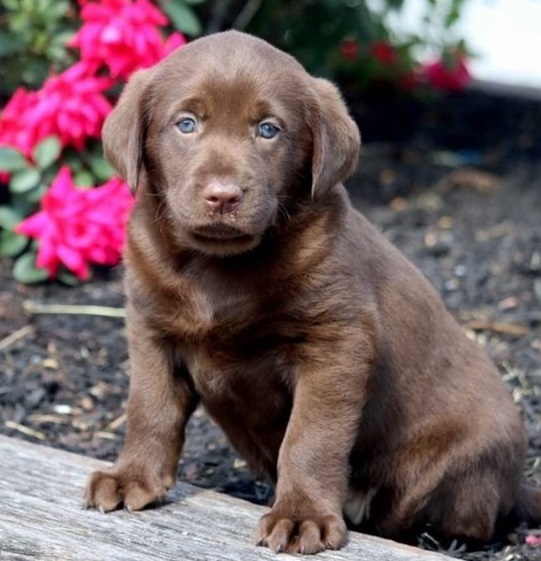 Labrador Retriever  puppies for sale 