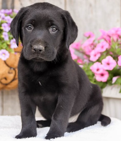 Labrador Retriever  puppies for sale