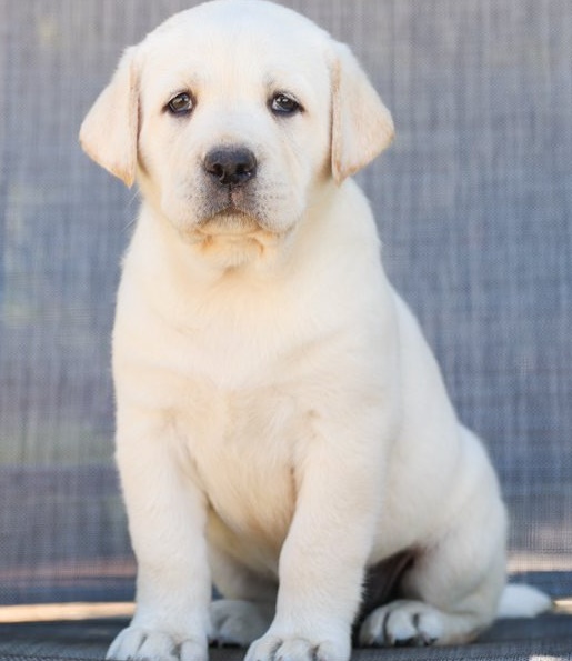 Labrador Retriever  puppies for sale