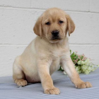 Labrador Retriever  puppies for sale 