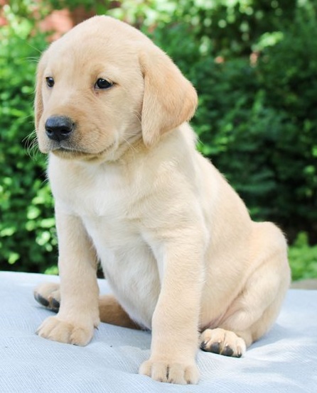 Labrador Retriever  puppies for sale 