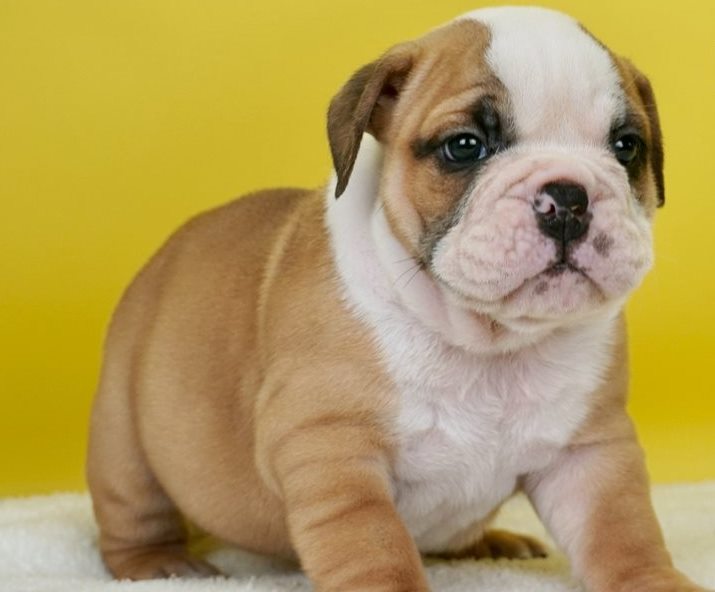 English Bulldog  Puppies