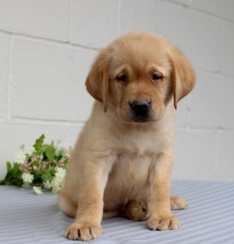 Labrador Retriever  puppies for sale 