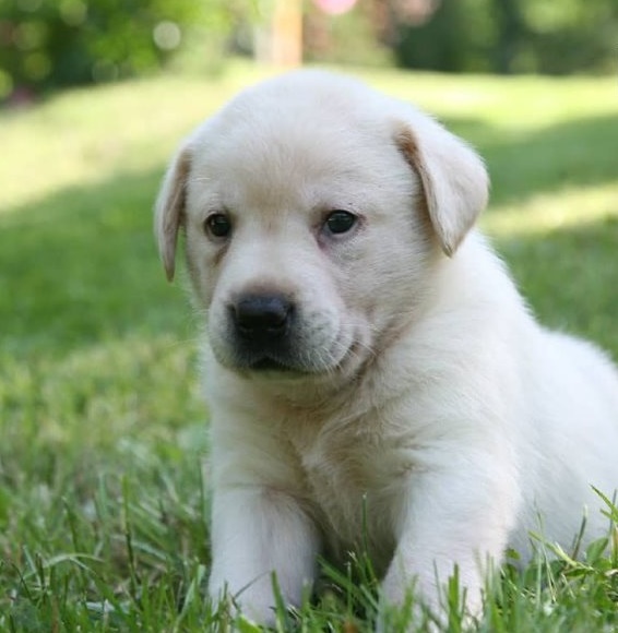 Labrador Retriever  puppies for sale