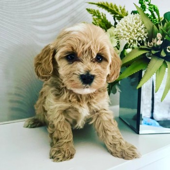 Affectionate Maltipoo Puppy for sale 