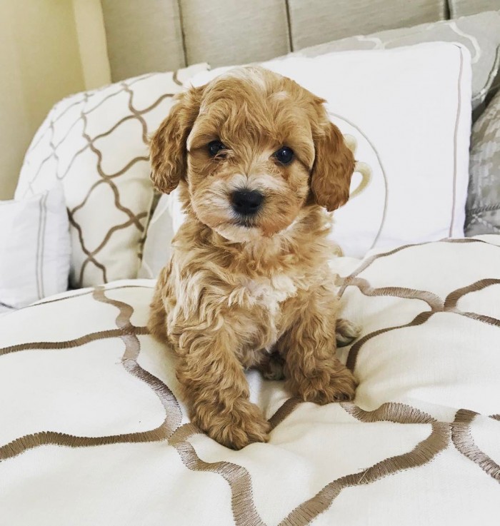 Affectionate Maltipoo Puppy for sale 