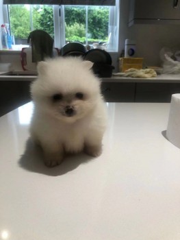 Cute Pomeranian puppy for sale