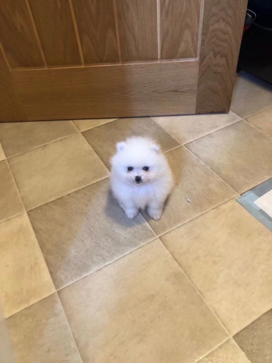 Cute Pomeranian puppy for sale