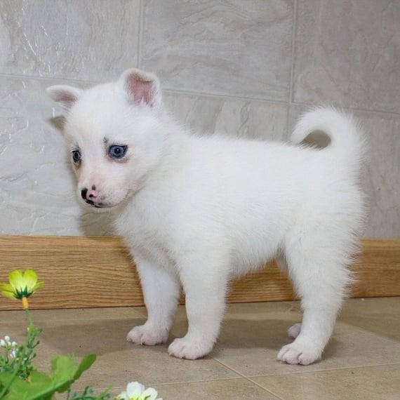 Pomsky Puppies Available for sale 