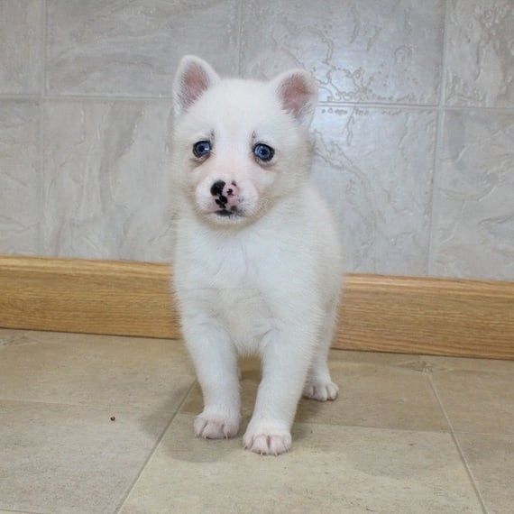 Pomsky Puppies Available for sale 