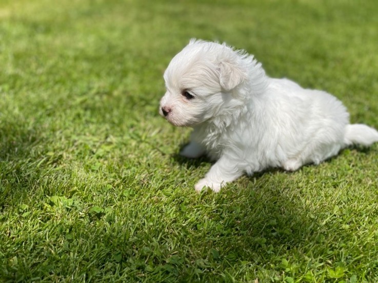 Super Adorable Teacup Maltese Puppies fo