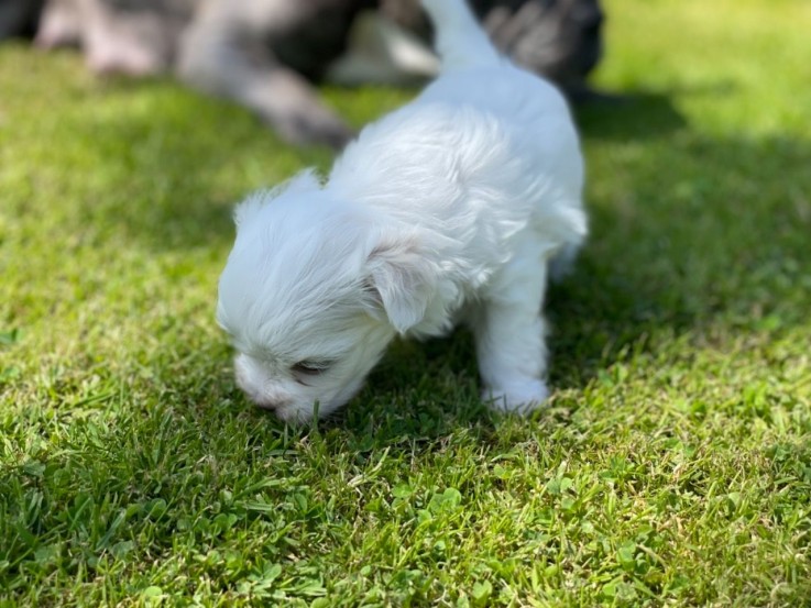 Super Adorable Teacup Maltese Puppies fo