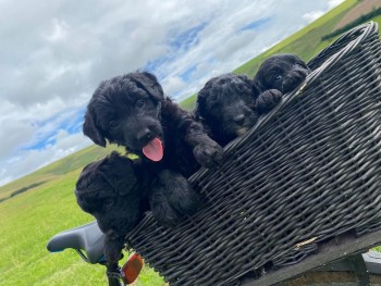 TOY POODLE PUPPIES FOR SALE 