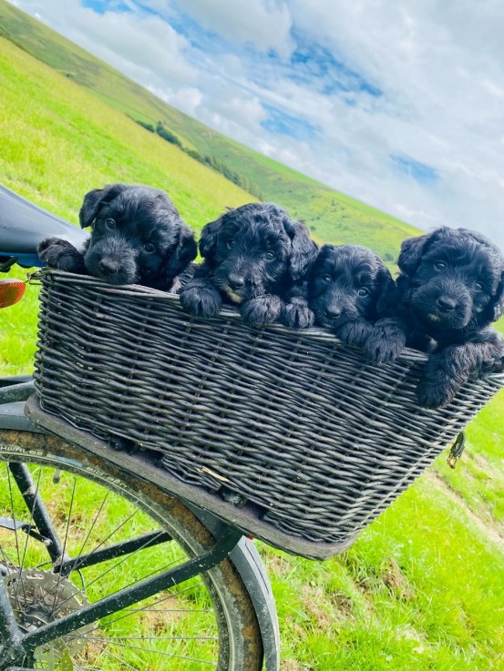 TOY POODLE PUPPIES FOR SALE 