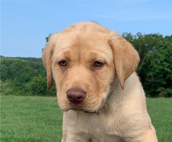 Labrador Retriever  puppies for sale 