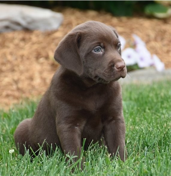 Labrador Retriever  puppies for sale 