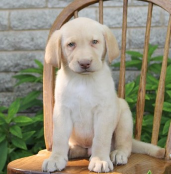 Labrador Retriever  puppies for sale 