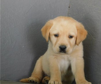 Labrador Retriever  puppies for sale 