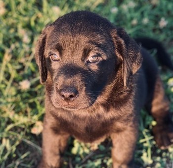 Labrador Retriever  puppies for sale 