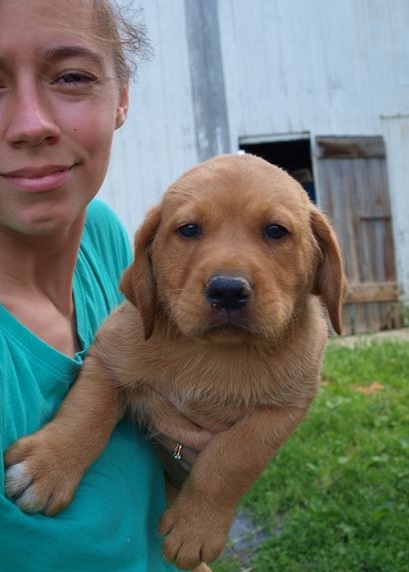 Labrador Retriever  puppies for sale 