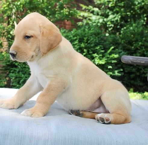 Labrador Retriever  puppies for sale 