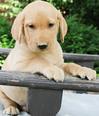 Labrador Retriever  puppies for sale 