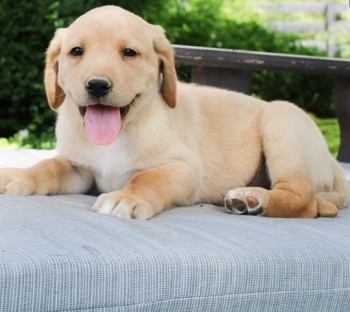 Labrador Retriever  puppies for sale 