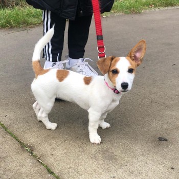 Jack Russell Terrier looking for home.