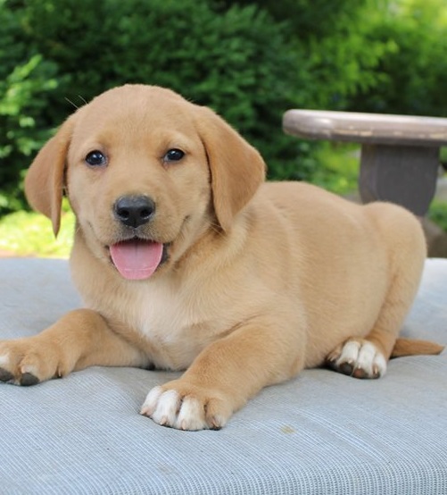 Labrador Retriever  puppies for sale 