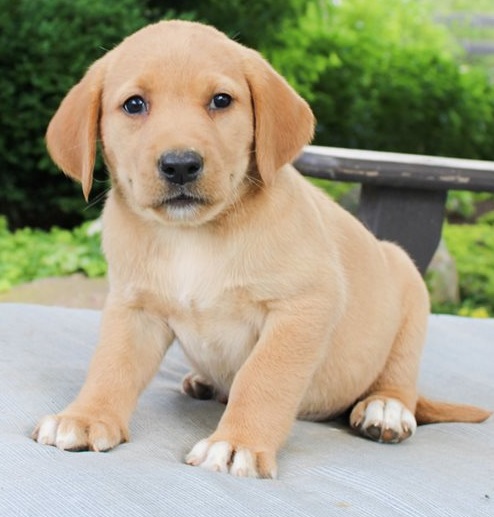 Labrador Retriever  puppies for sale 