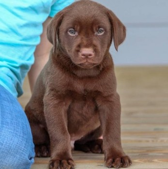 Labrador Retriever  puppies for sale 