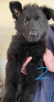 BLACK LONG-HAIRED GERMAN SHEPHERD PUPS