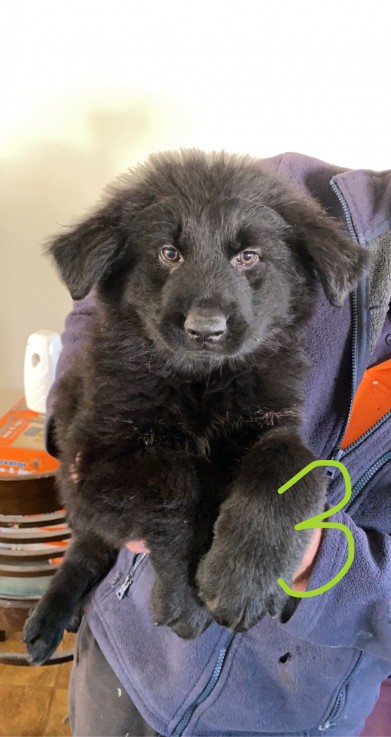 BLACK LONG-HAIRED GERMAN SHEPHERD PUPS