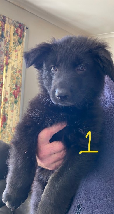 BLACK LONG-HAIRED GERMAN SHEPHERD PUPS