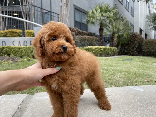 Adorable poodle puppies for sale