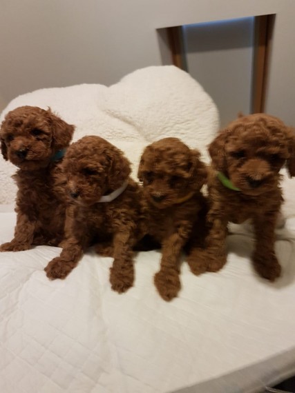 Toy Poodles Puppies 