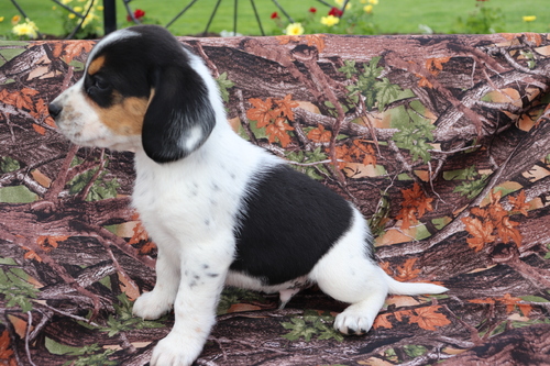 Beautiful Beagle Puppies For Sale