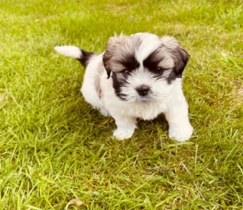 Lovely Shih-tzu Puppies