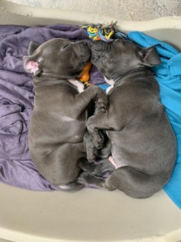 PUREBRED BLUE ENGLISH STAFFY PUPPIES FOR