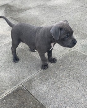 PUREBRED BLUE ENGLISH STAFFY PUPPIES FOR