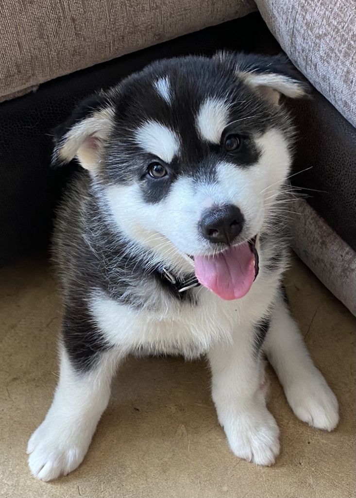 Siberian Husky Puppies